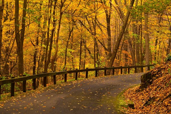 Autumn forest invites you for a walk