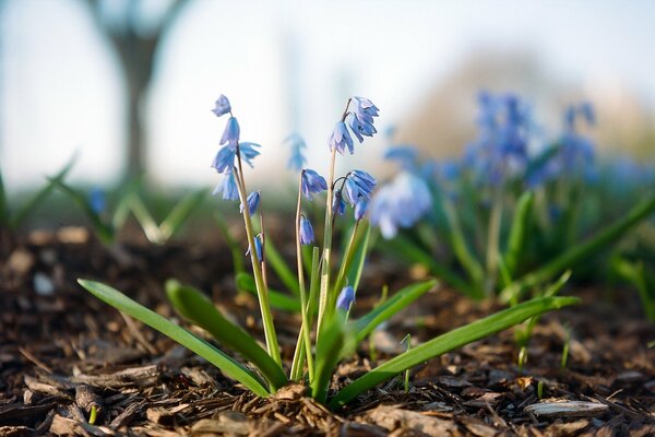 Image macro d une fleur au milieu de la nature