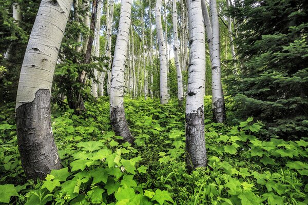 Troncos de álamos en el bosque de verano