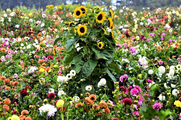 Enorme girasol entre una variedad de colores