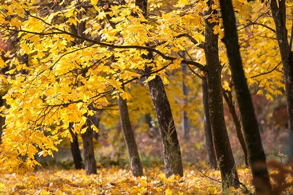 Es gibt gelbes Laub auf den Bäumen. Der Herbst ist gekommen