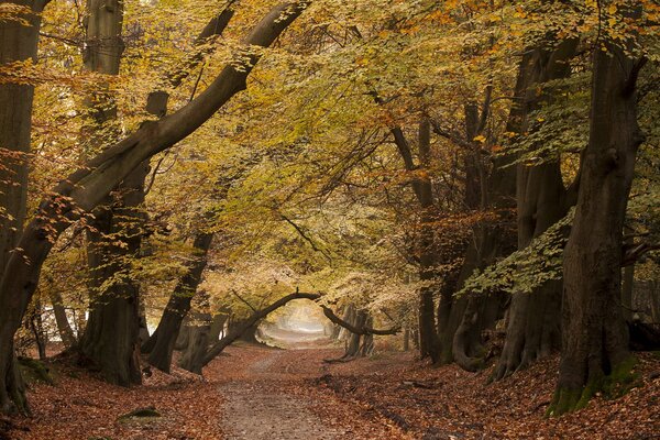 Camino al bosque con árboles interesantes