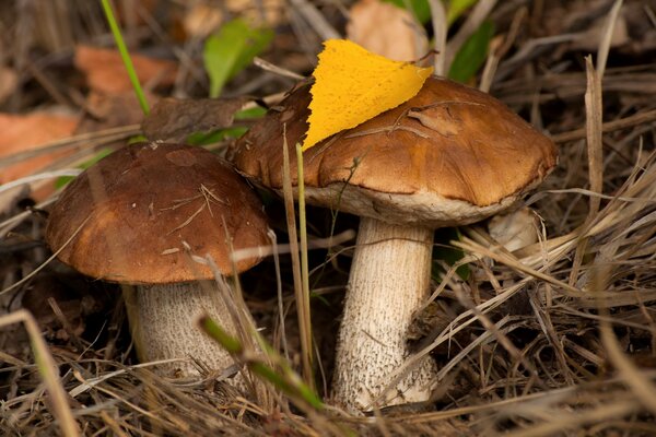 Dans le feuillage, une paire de champignons podberezoviki