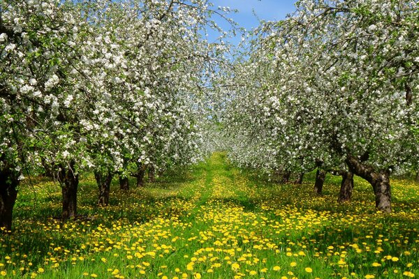 Jardín floreciente de la primavera amarilla