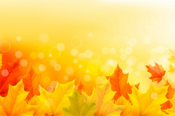 Autumn background of maple leaves
