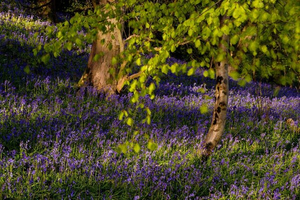 Conte de fées de la forêt avec de belles fleurs