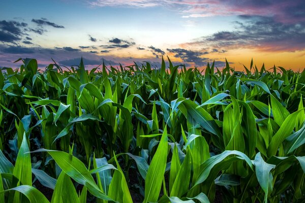 Cielo al tramonto sul campo di grano