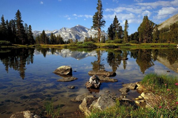 Beau lac avec des montagnes de forêts de jeunes pins