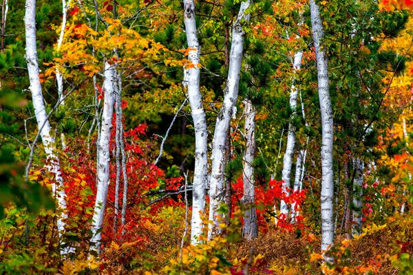 Weiße Birkenstämme in den Farben des Herbstes