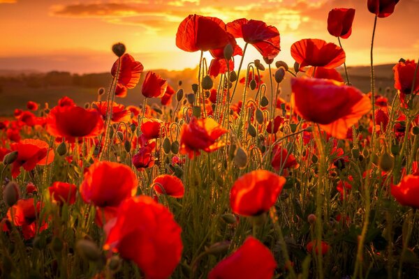 Scarlet poppies on the background of sunset