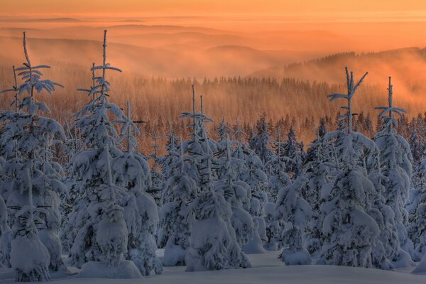 Weihnachtsbäume im Schnee. Nebel kommt herab. Der Himmel ist in schöner Farbe