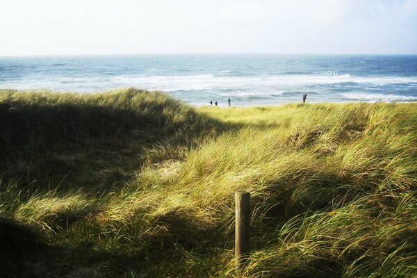 A green field of grass near the shore