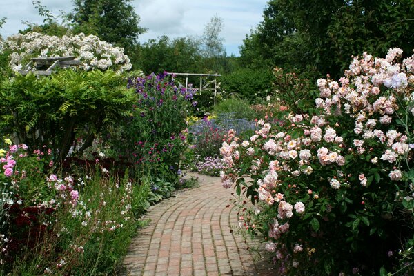 Percorso del giardino attraverso cespugli di rose a stelo