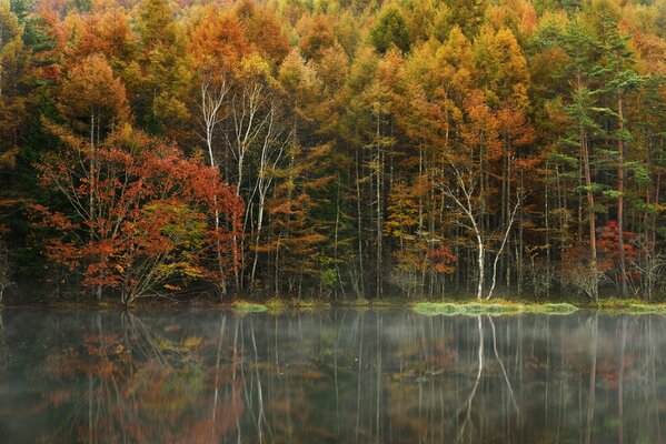 Trees. Autumn forest, river