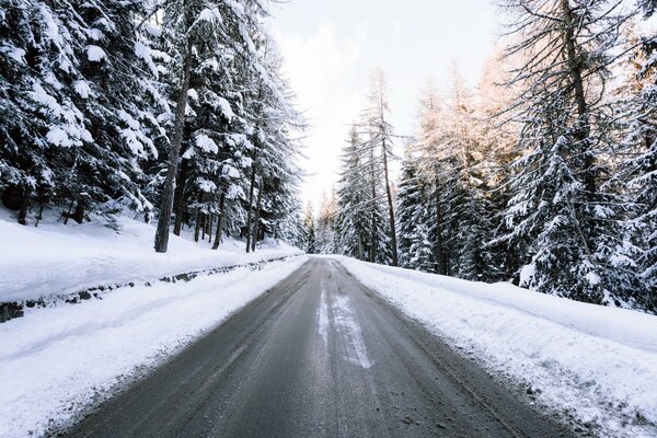 In a wonderful winter forest, all the trees are covered in snow