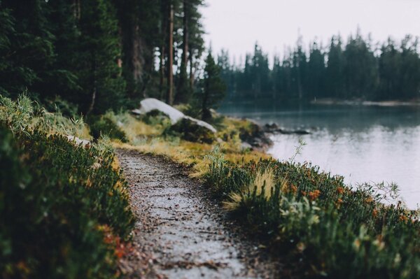 Foto suggestiva del sentiero che entra nella foresta lungo il fiume