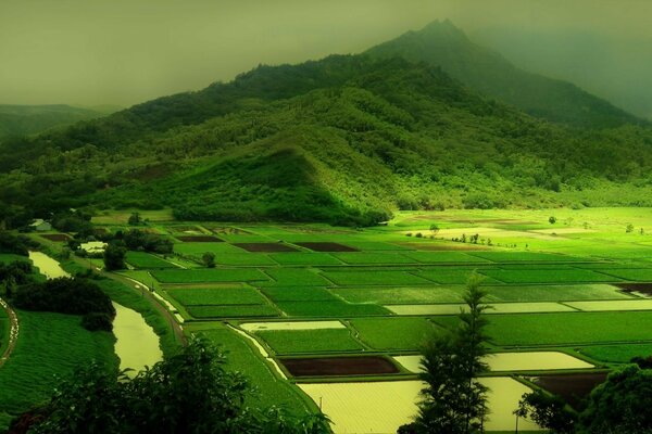 Fields and trees on the background of high hills