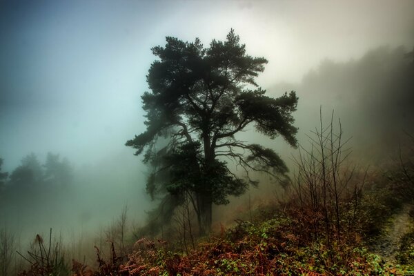 Waldlandschaft auf Nebelhintergrund