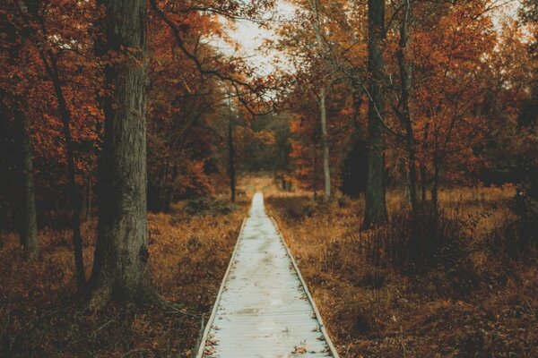 L autunno d oro è arrivato