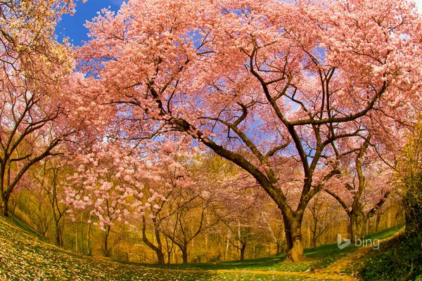 Spring flowering of the cherry orchard in America