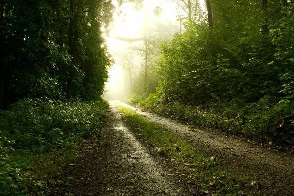 Route à travers la forêt du matin dans le brouillard