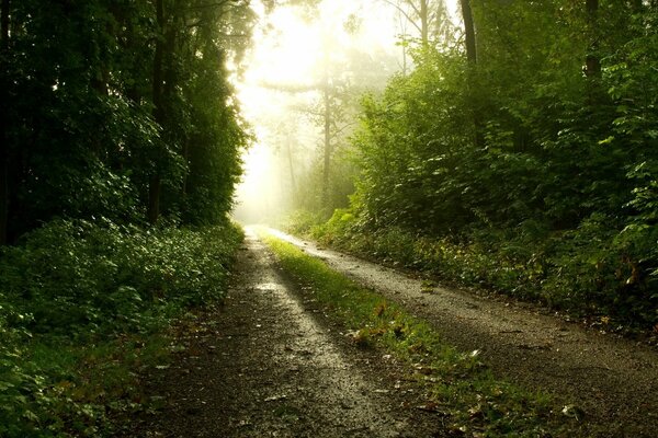 Droga przez las od rana we mgle