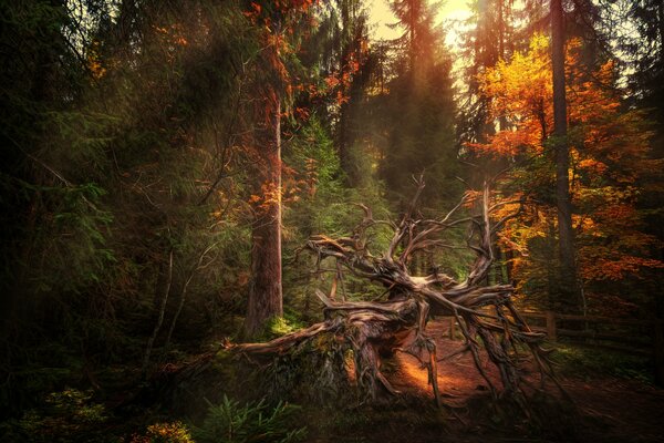 Gelber Herbstwald mit Treibholz