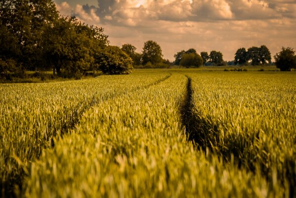 Straße inmitten eines grünen Feldes