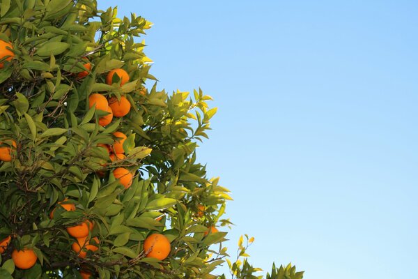 Albero di arancio su uno sfondo di cielo blu