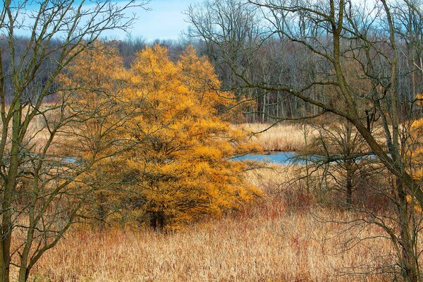 Herbstwetter im Wald