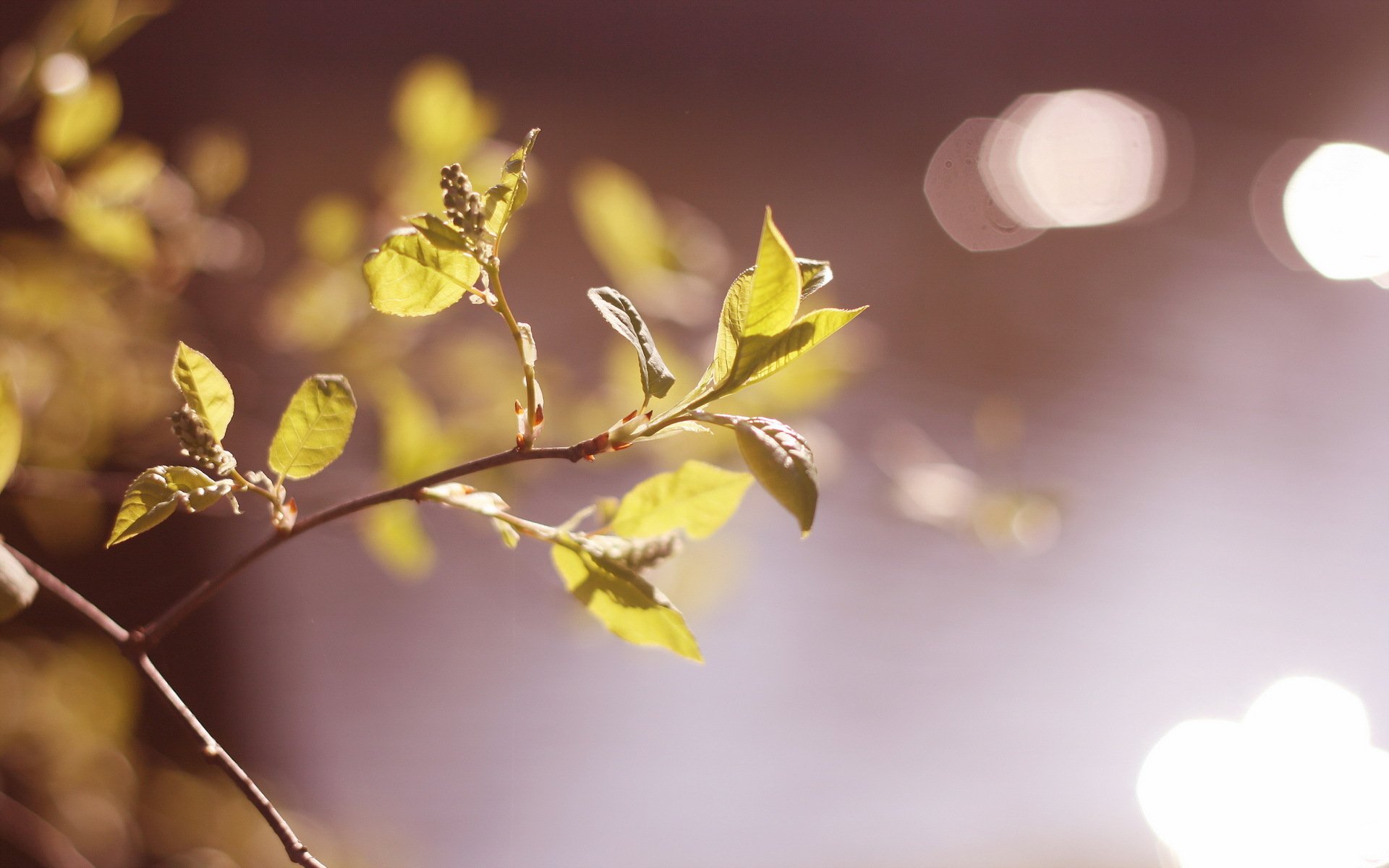 branch nature close up