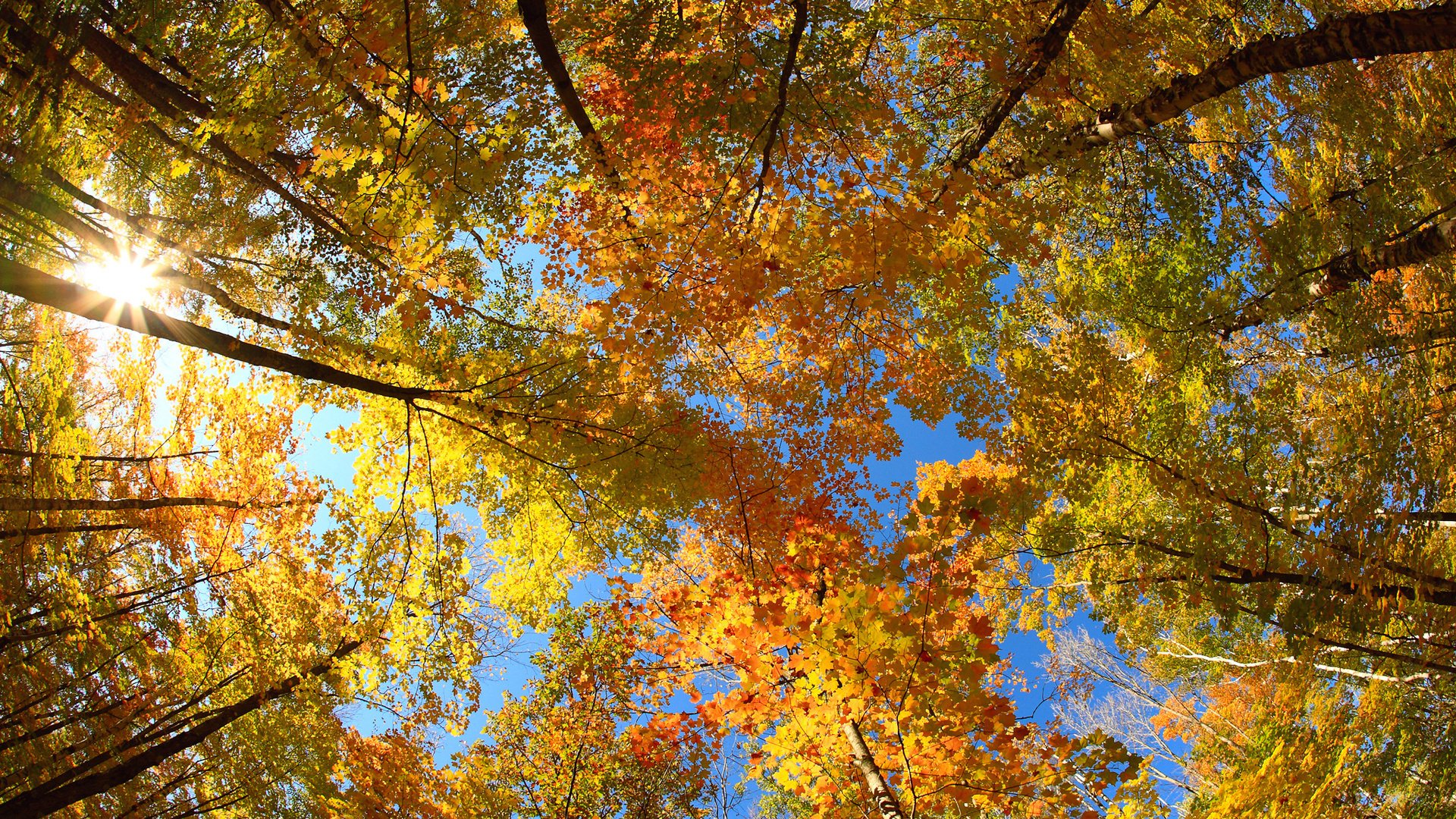 autumn tree foliage crown sun