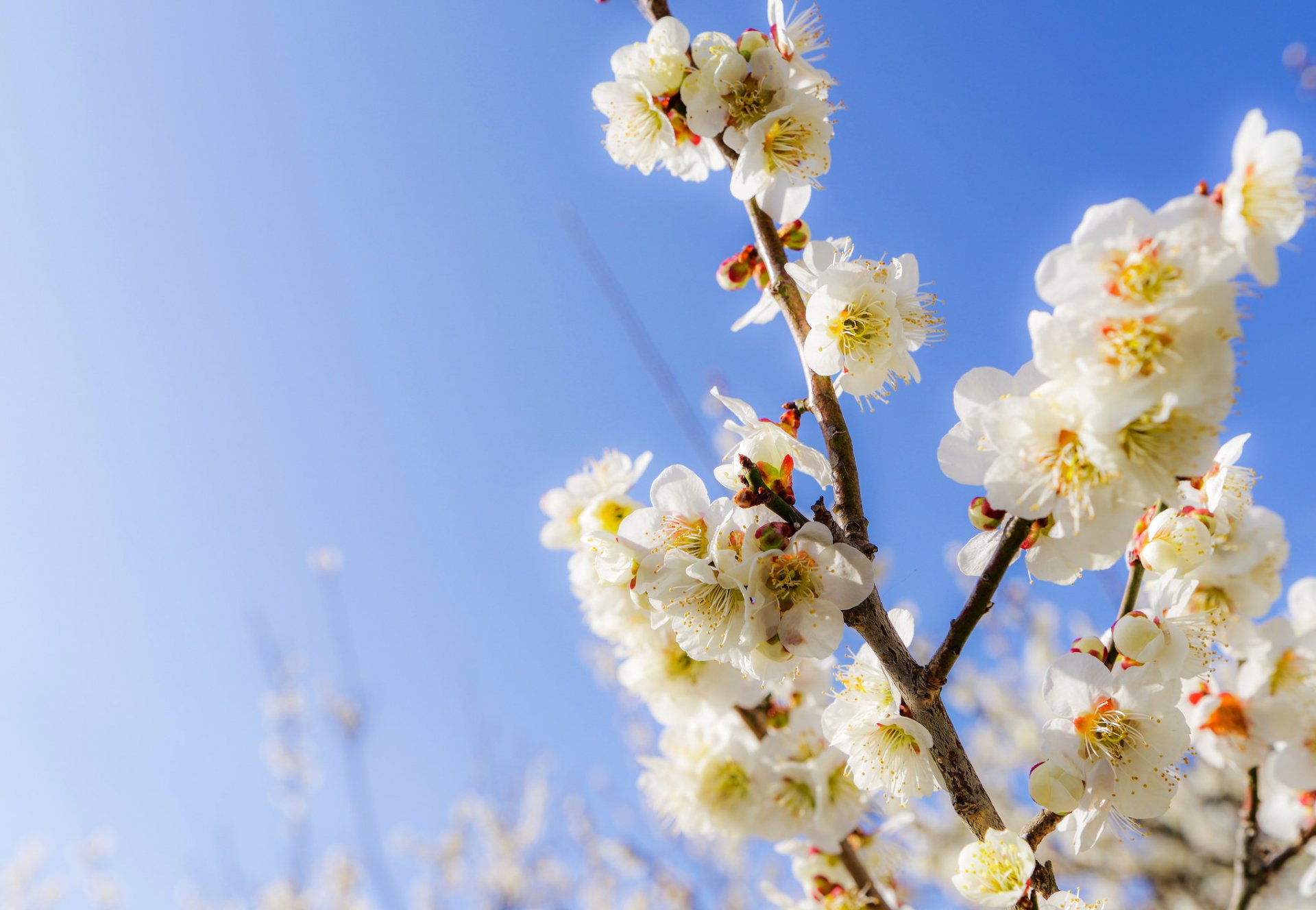 ciel printemps branches jardin fleurs