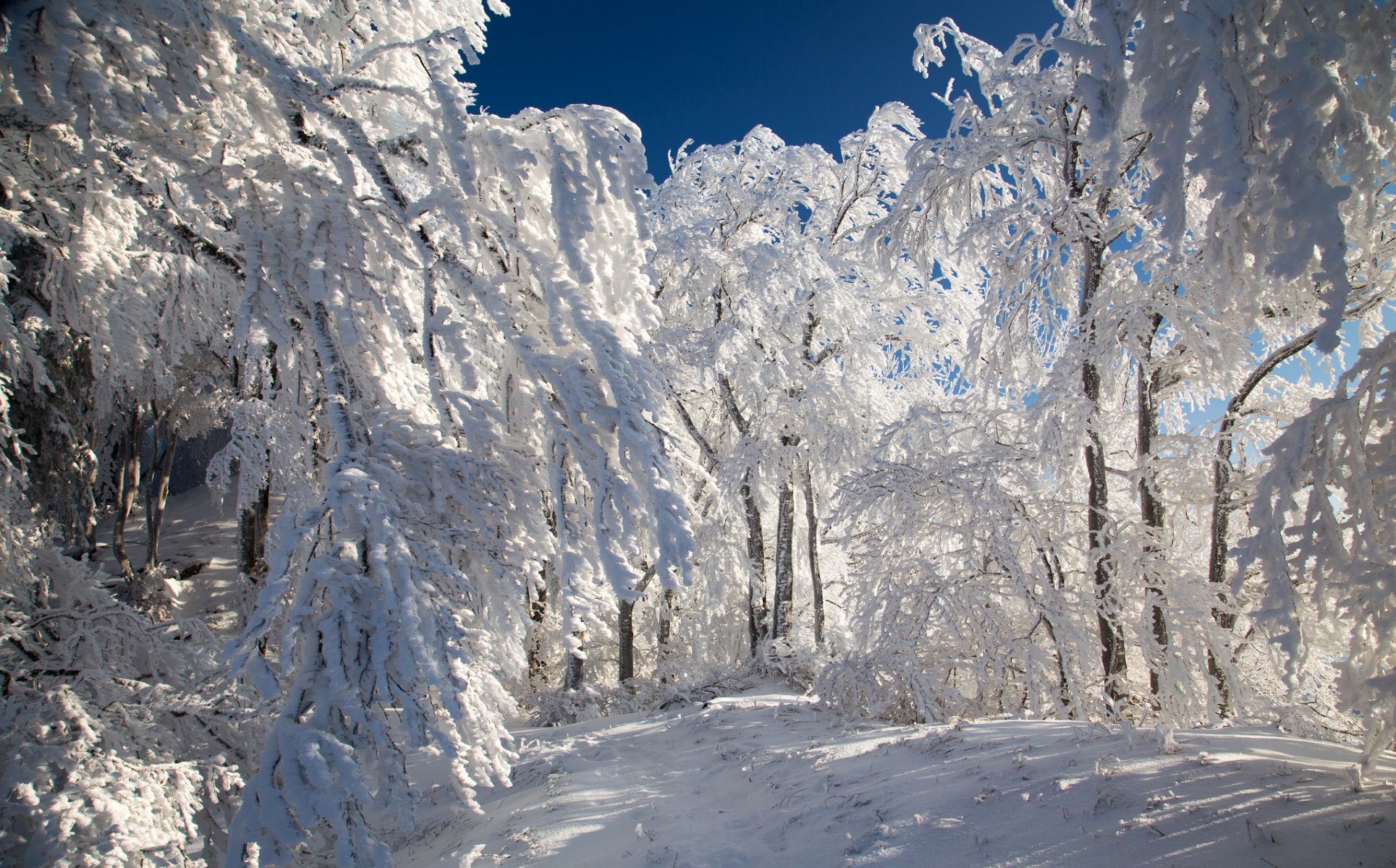forêt sentier hiver arbres neige