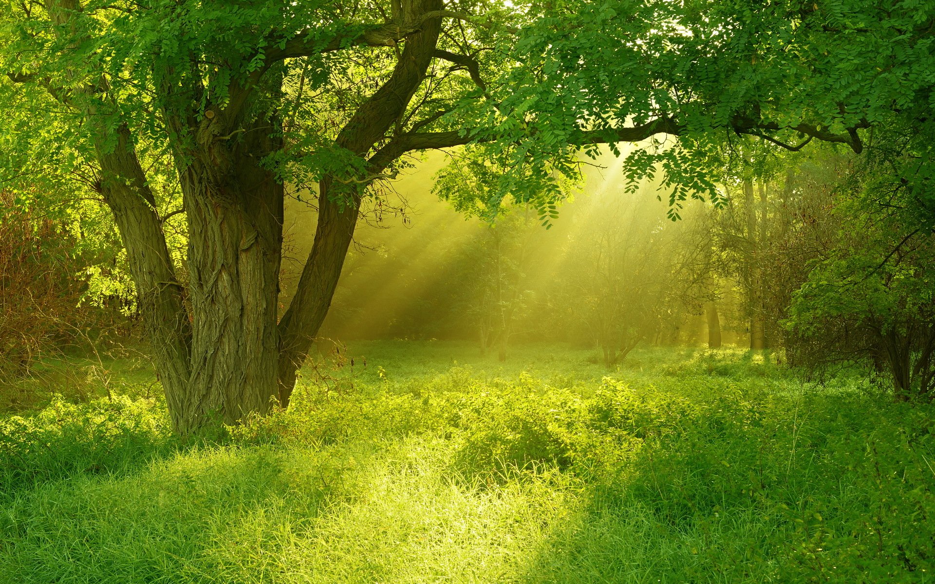 baum gras licht sommer