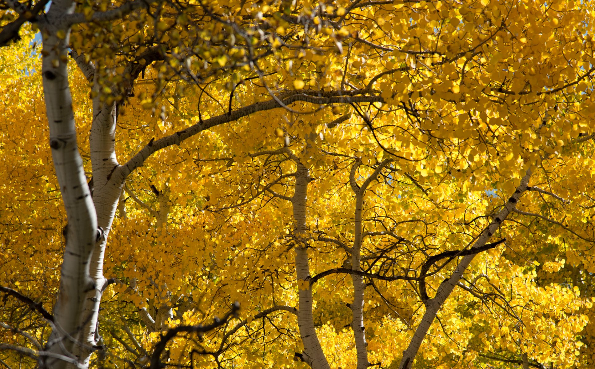 forest grove aspen leaves autumn