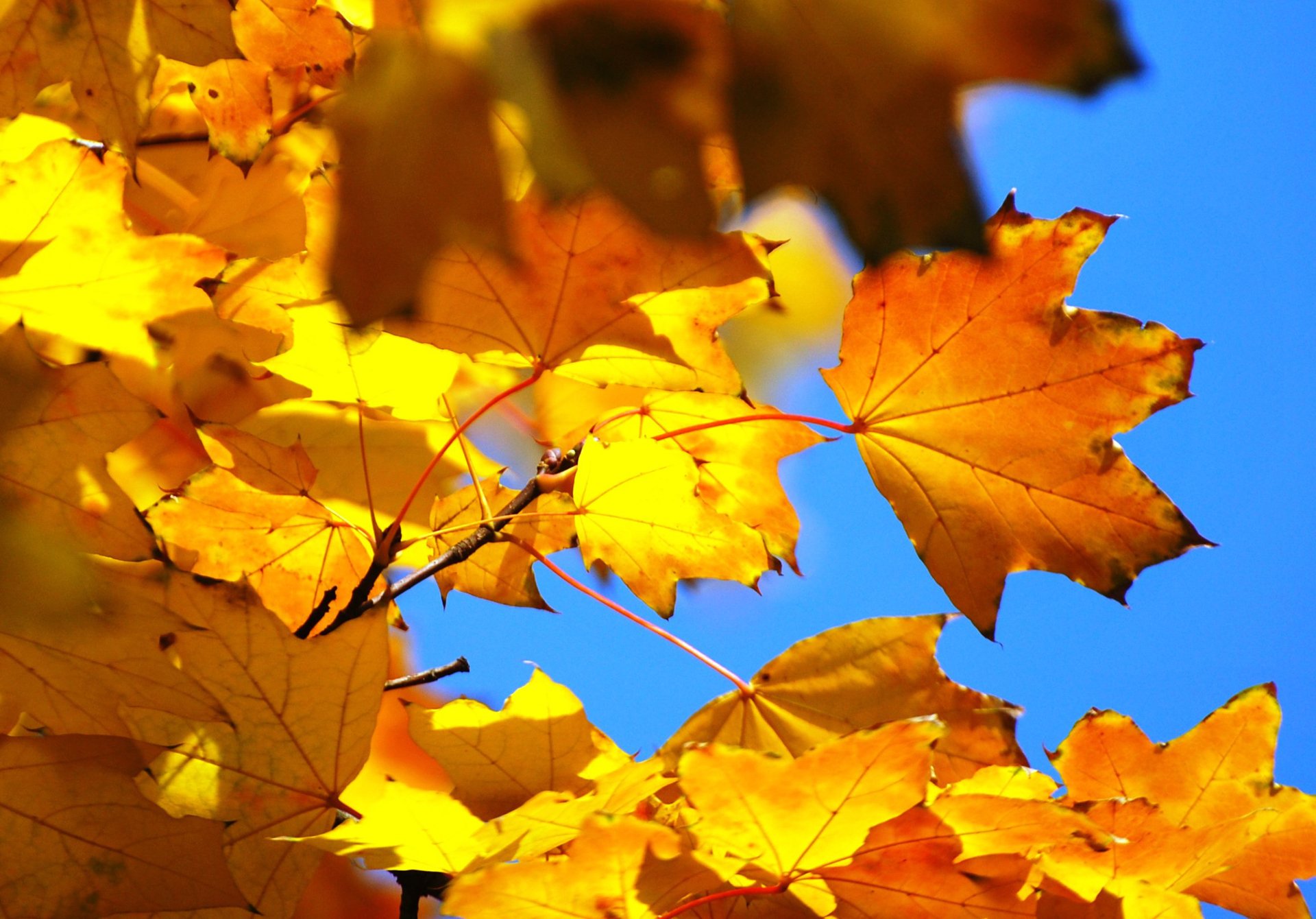 ciel feuilles érable automne