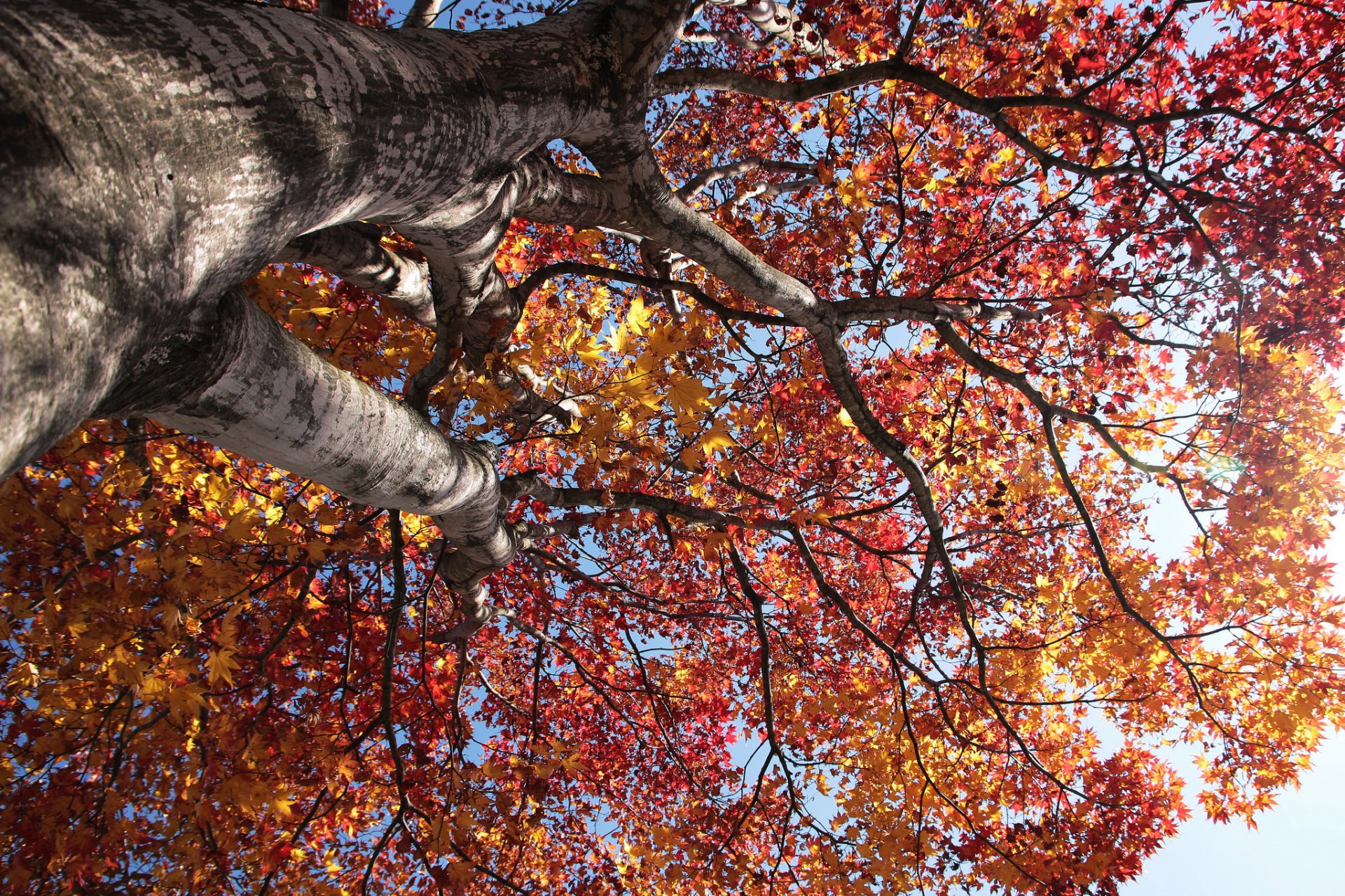 cielo albero tronco corona foglie autunno