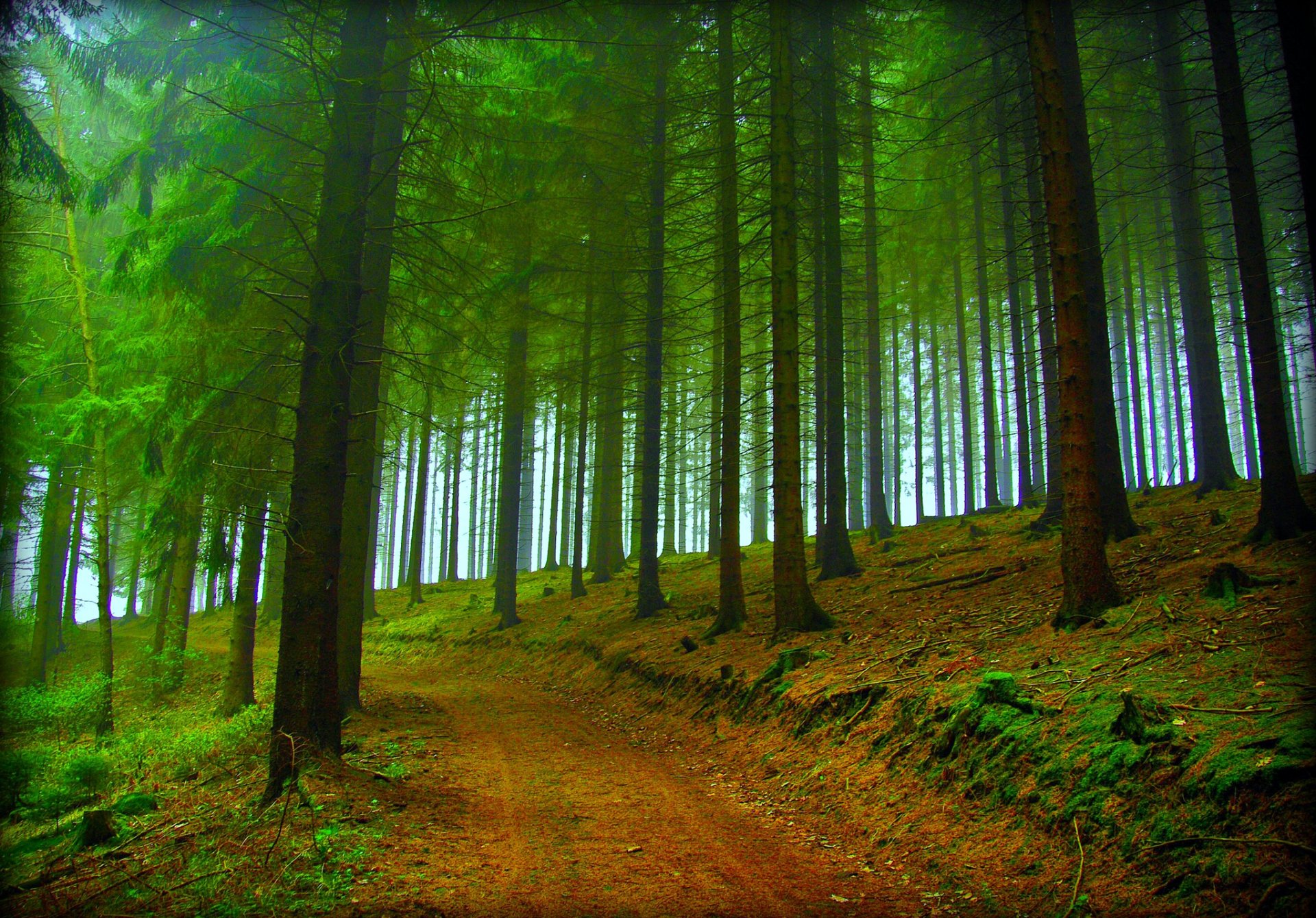 wald bäume straße herbst