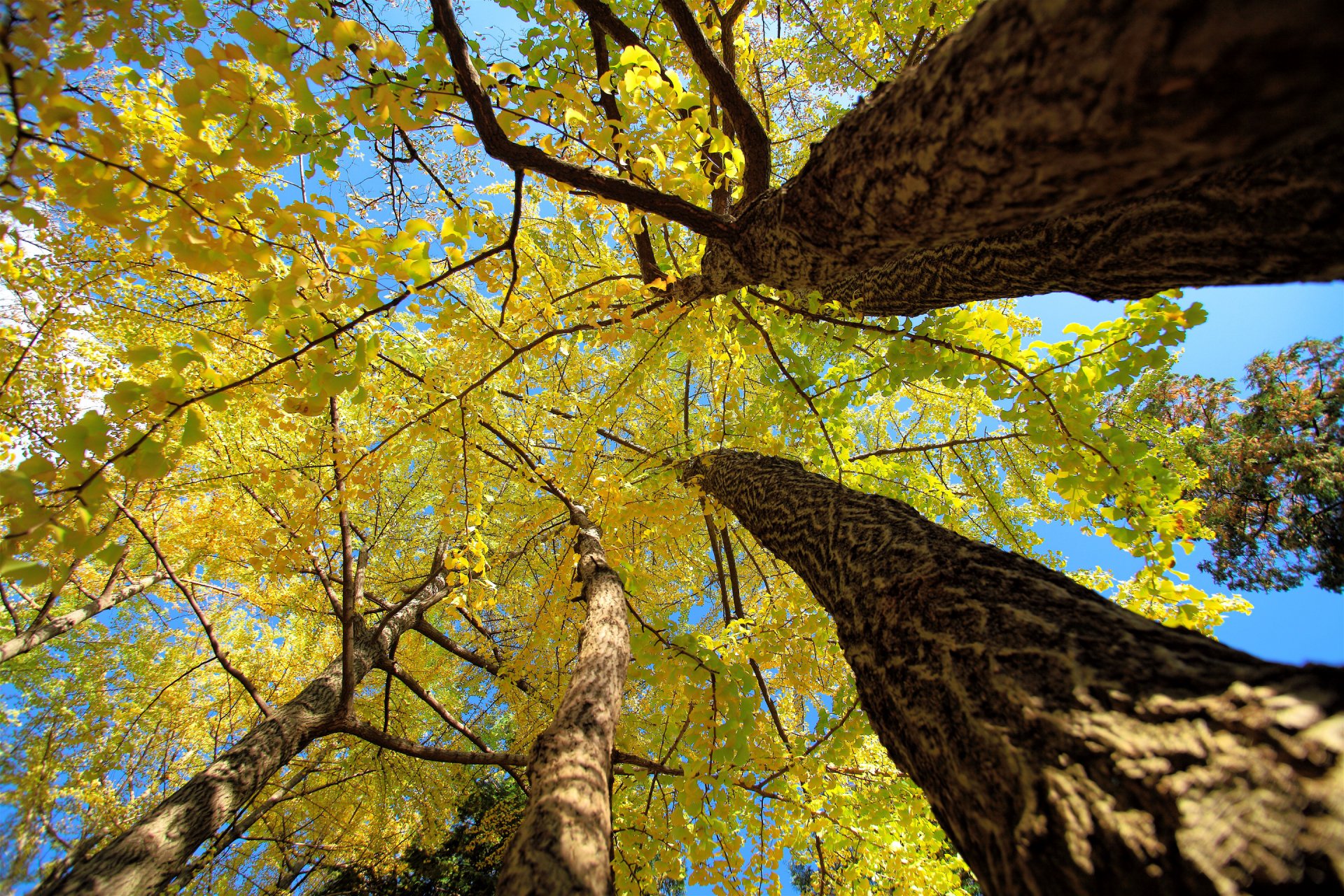 árboles tronco corona hojas otoño cielo