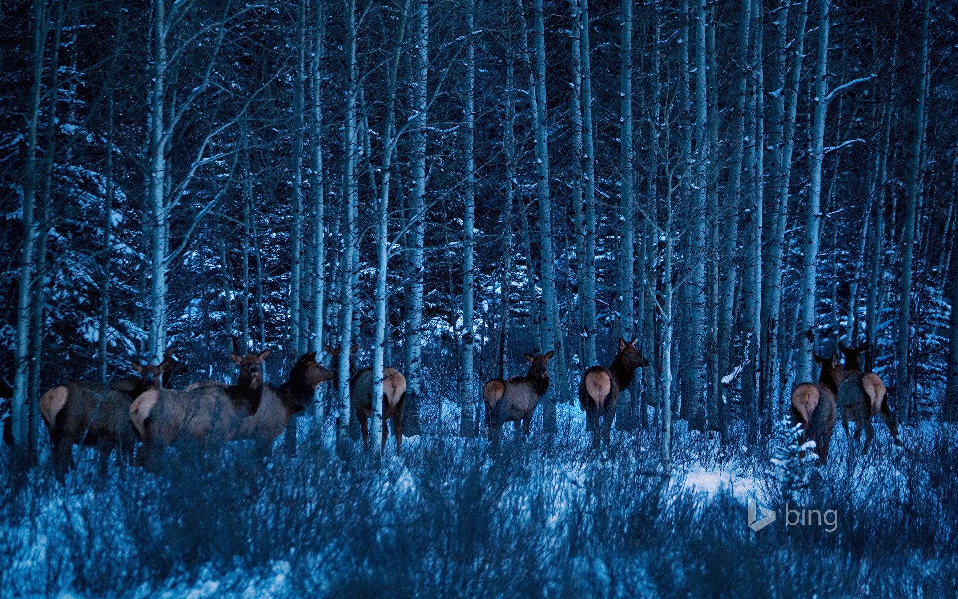 parco nazionale di banff alberta canada foresta inverno alberi neve alci