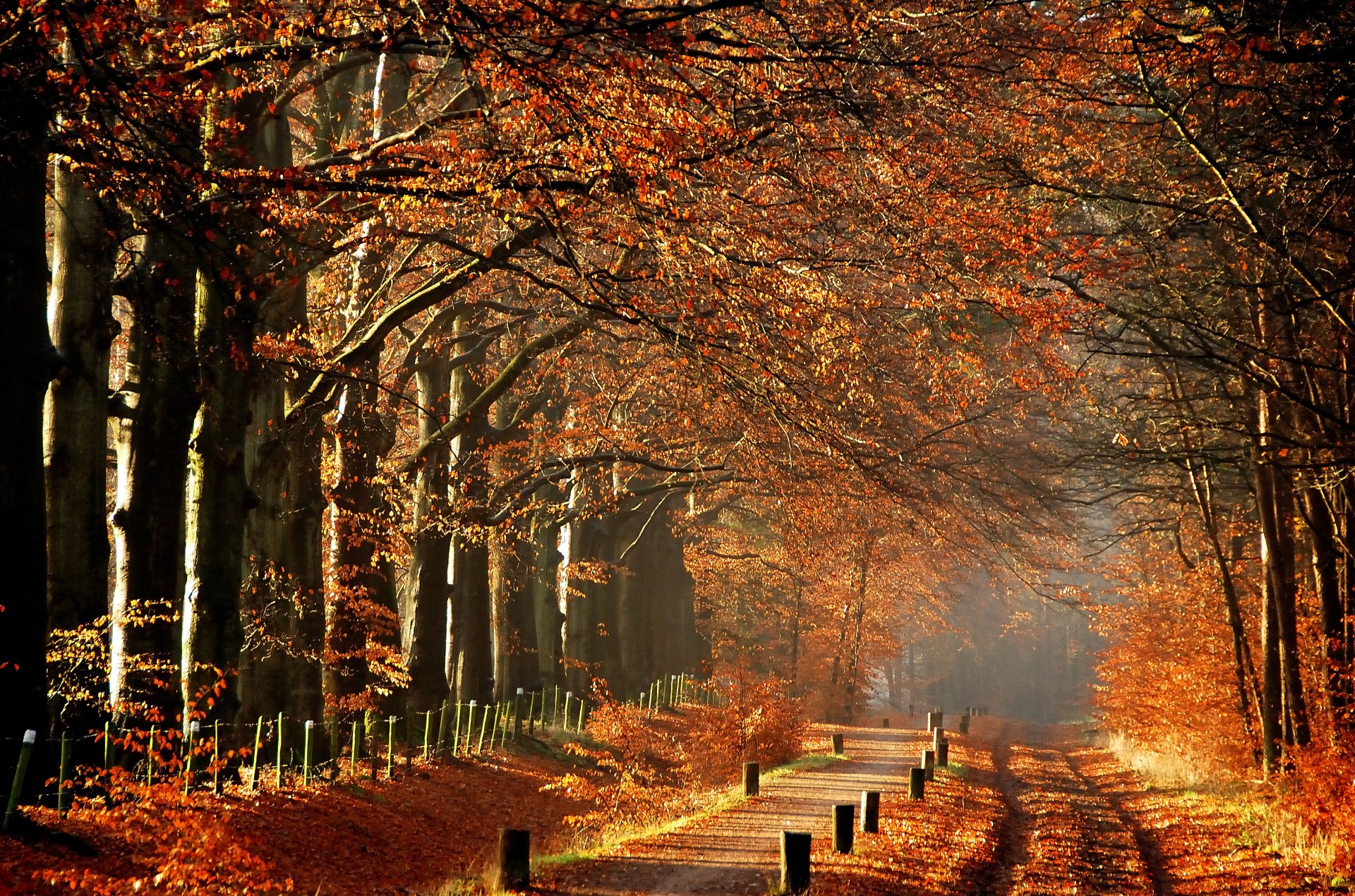 autunno alberi sentiero sentiero mattina nebbia