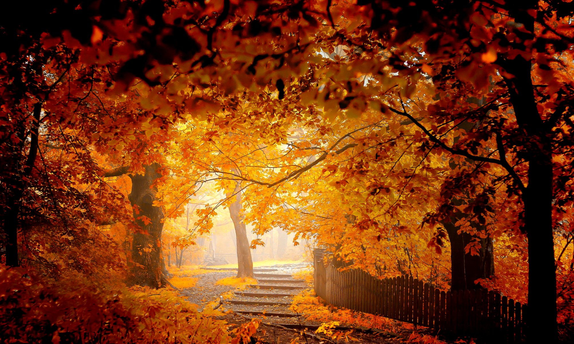 autunno alberi fogliame parco recinzione