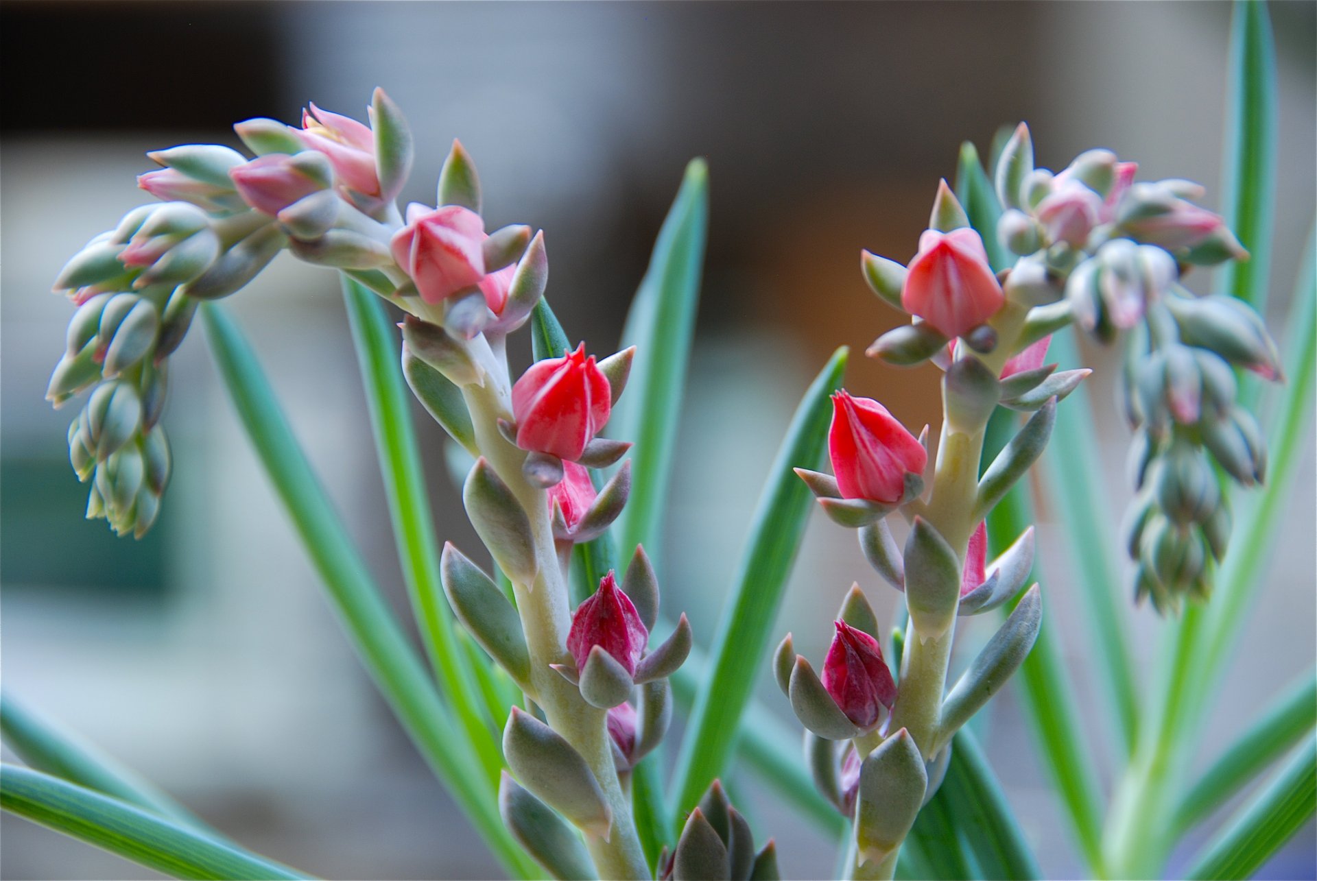 planta tallo hojas flor macro exotic