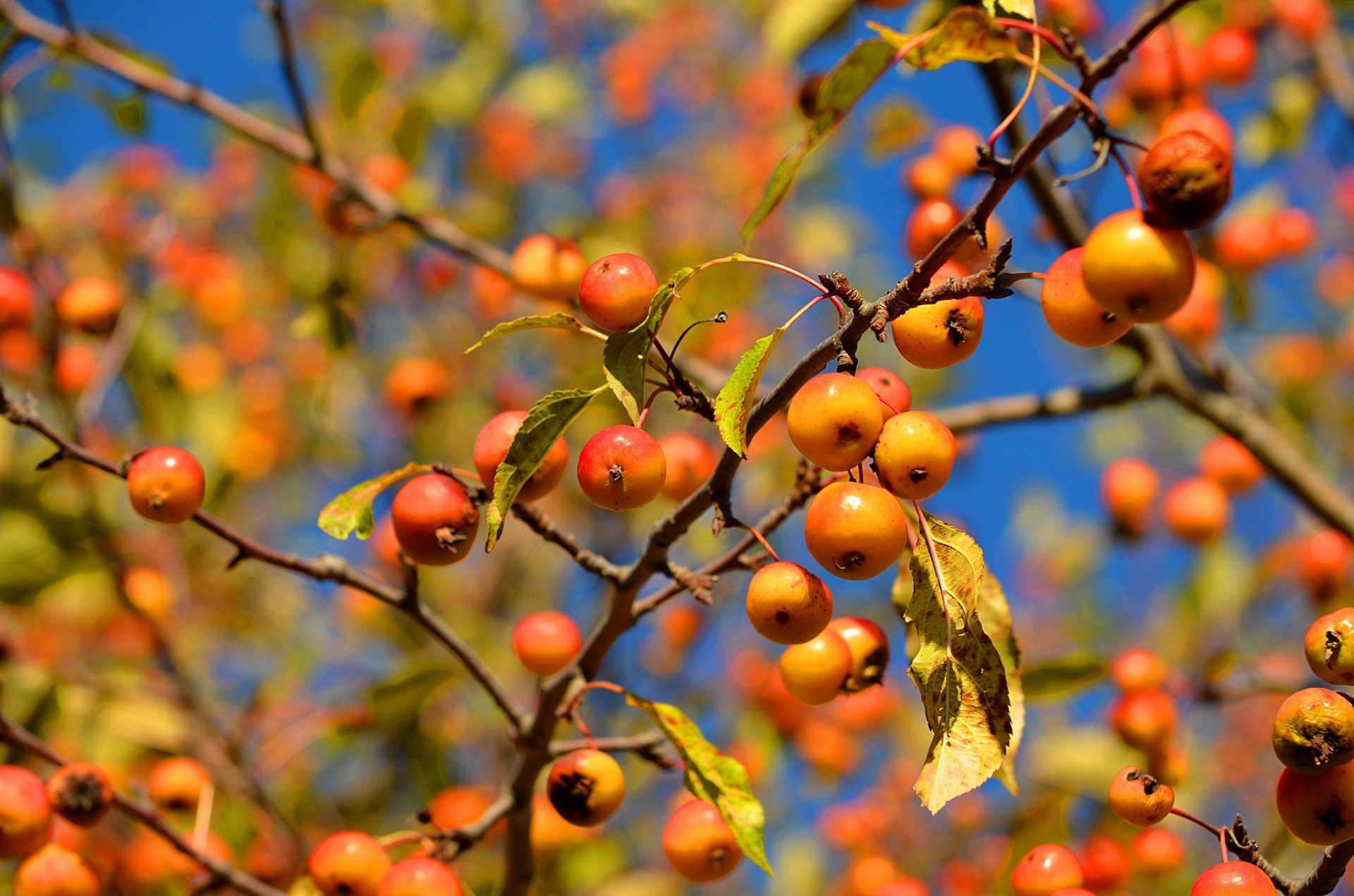 ciel branches feuilles pommes gros plan