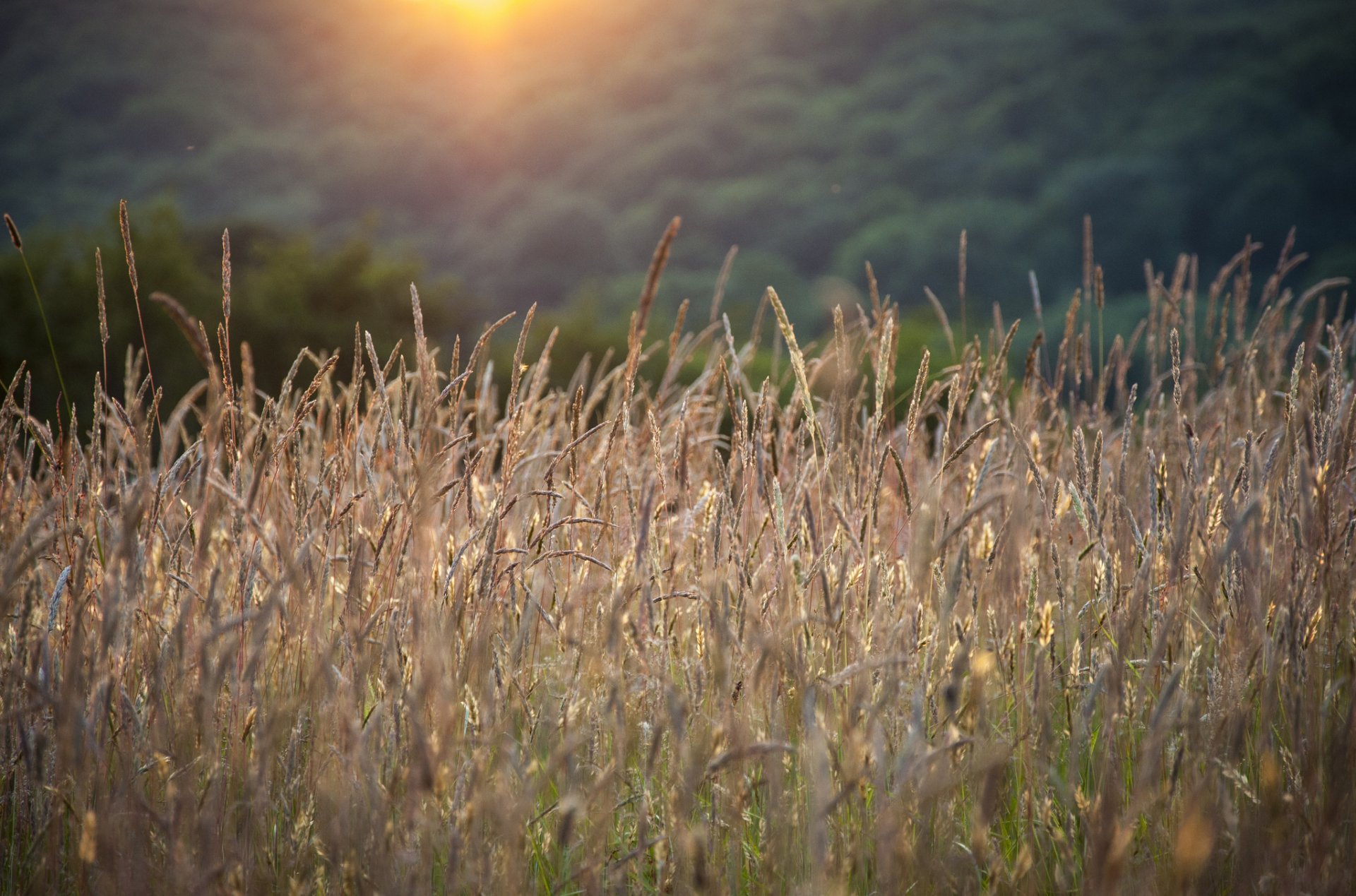 sommer ährchen gras sonnenlicht