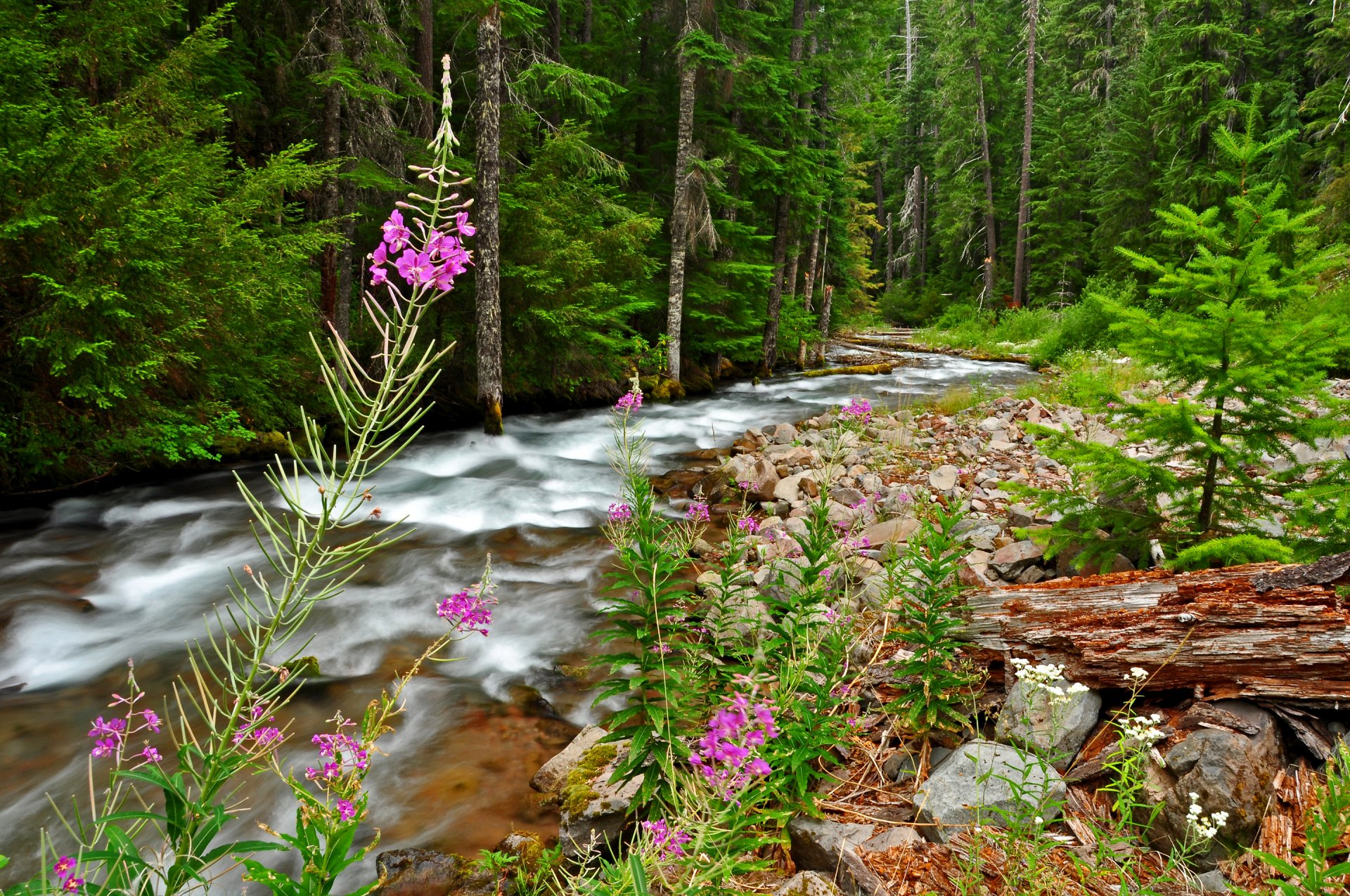 wald fluss strom bäume blumen gras