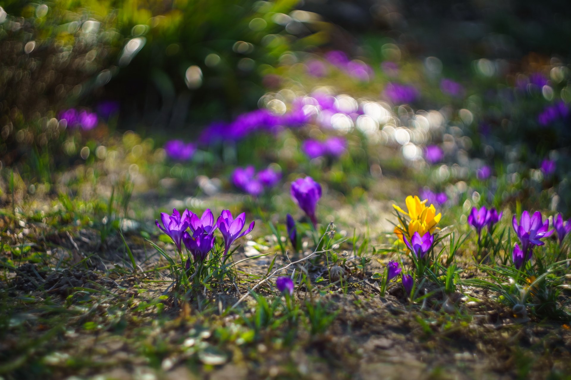 flower nature spring