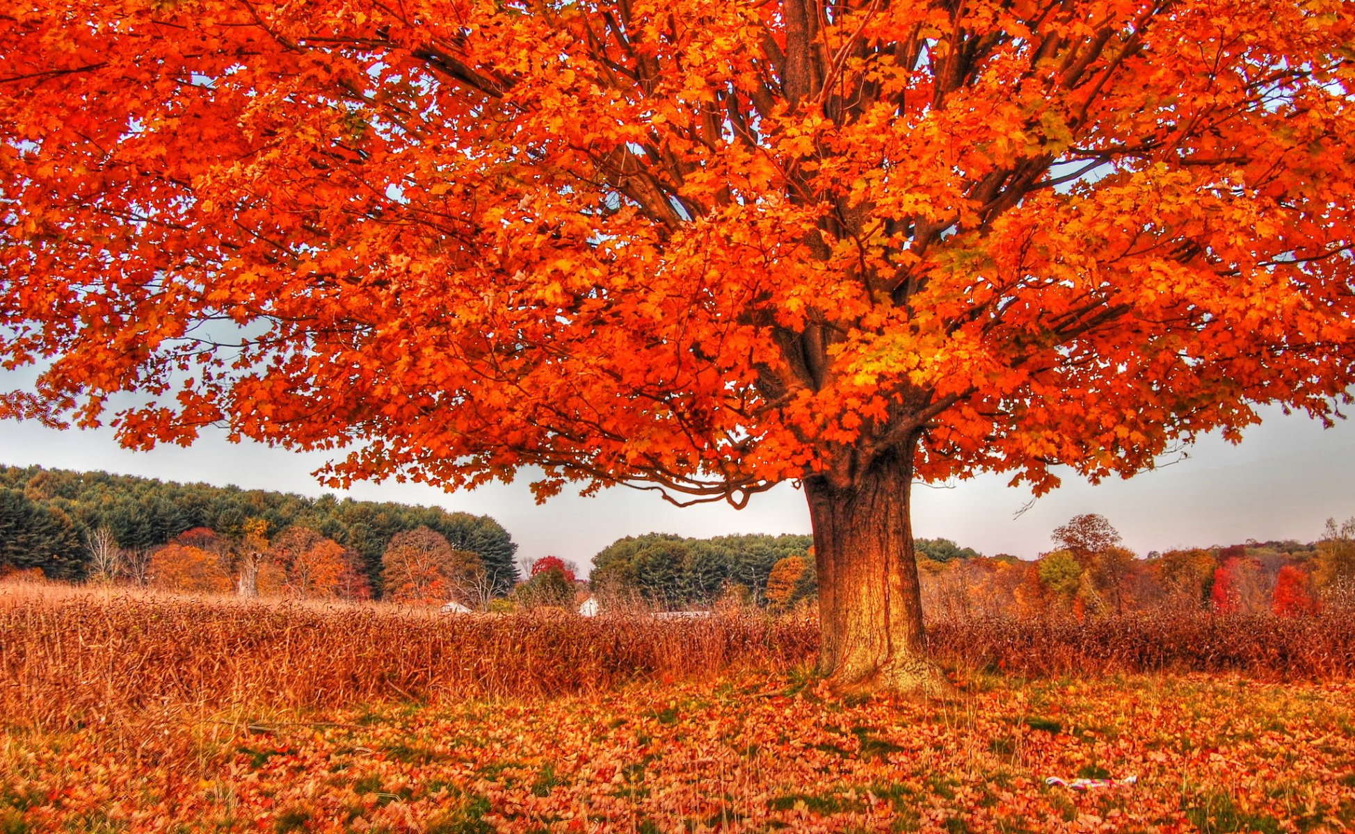 baum herbst natur