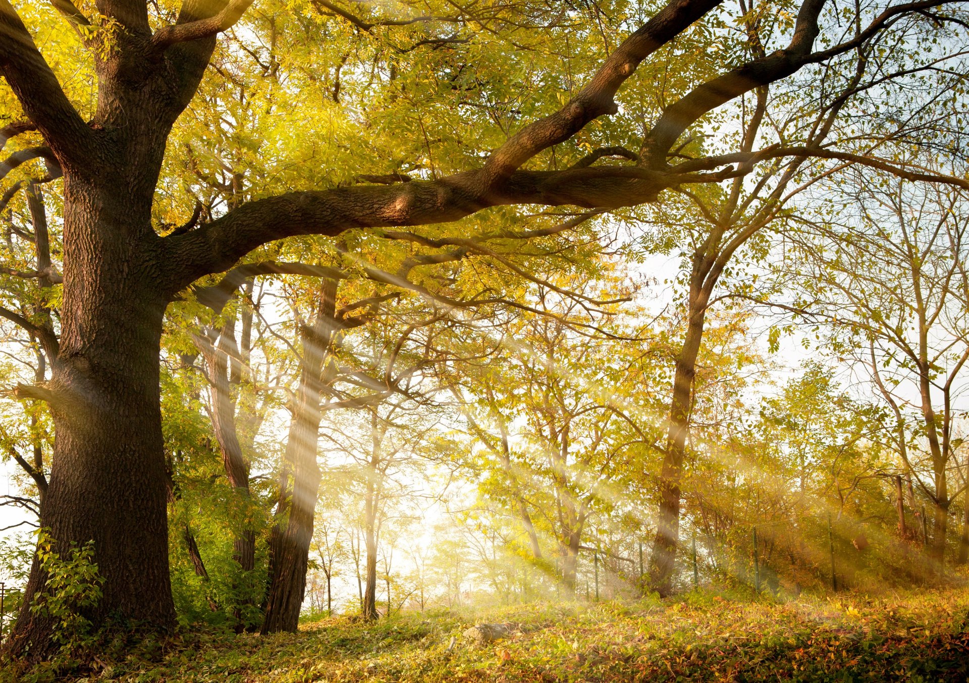 otoño parque árboles rayos